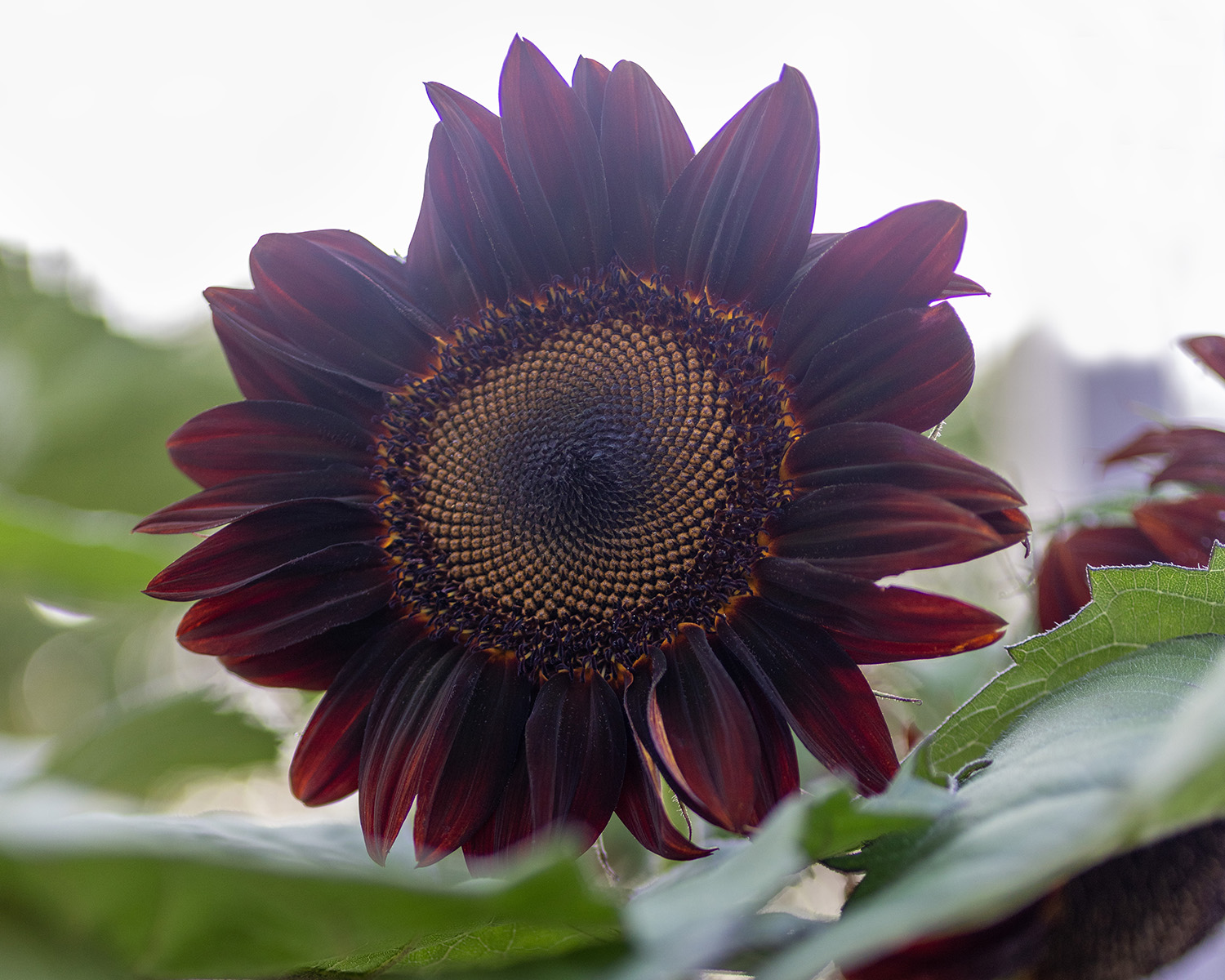 Chocolate Sunflower