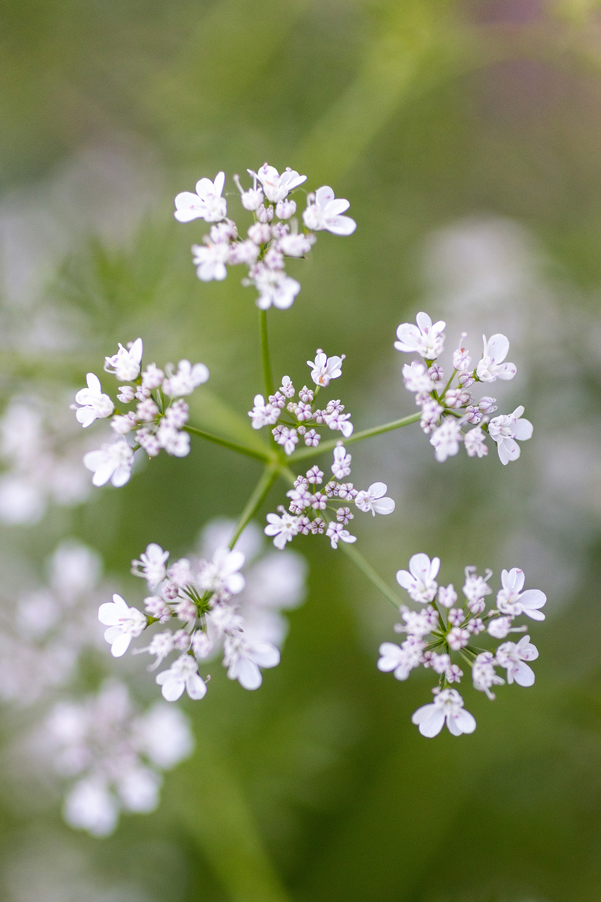 Cilantro Flowers