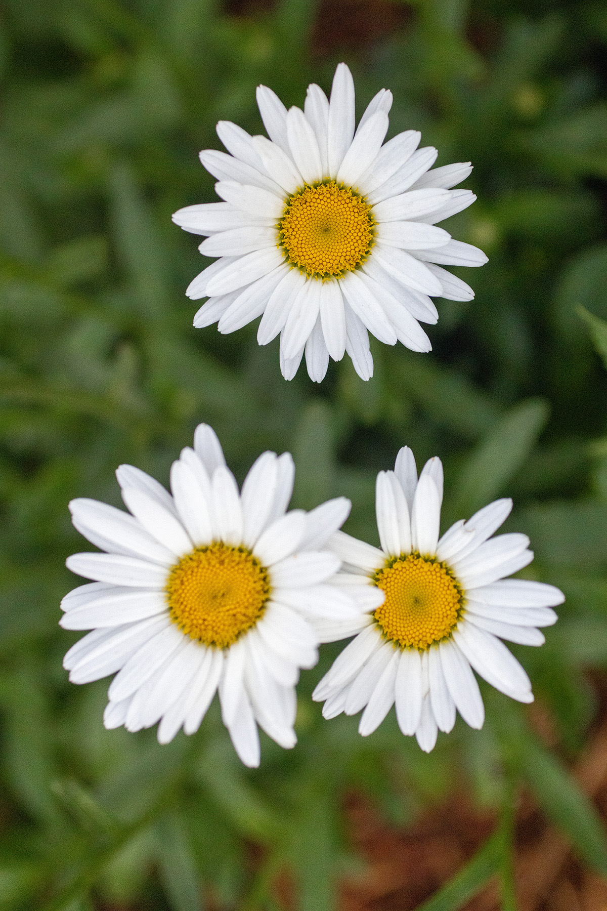 Daisies