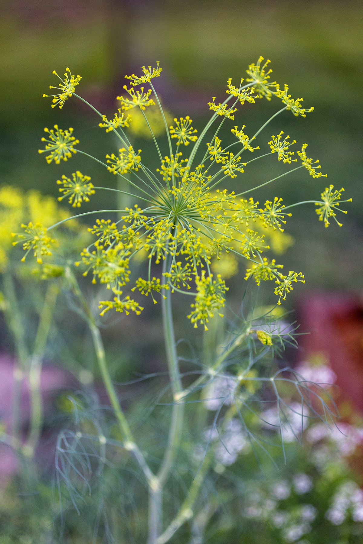 Dill Blooms