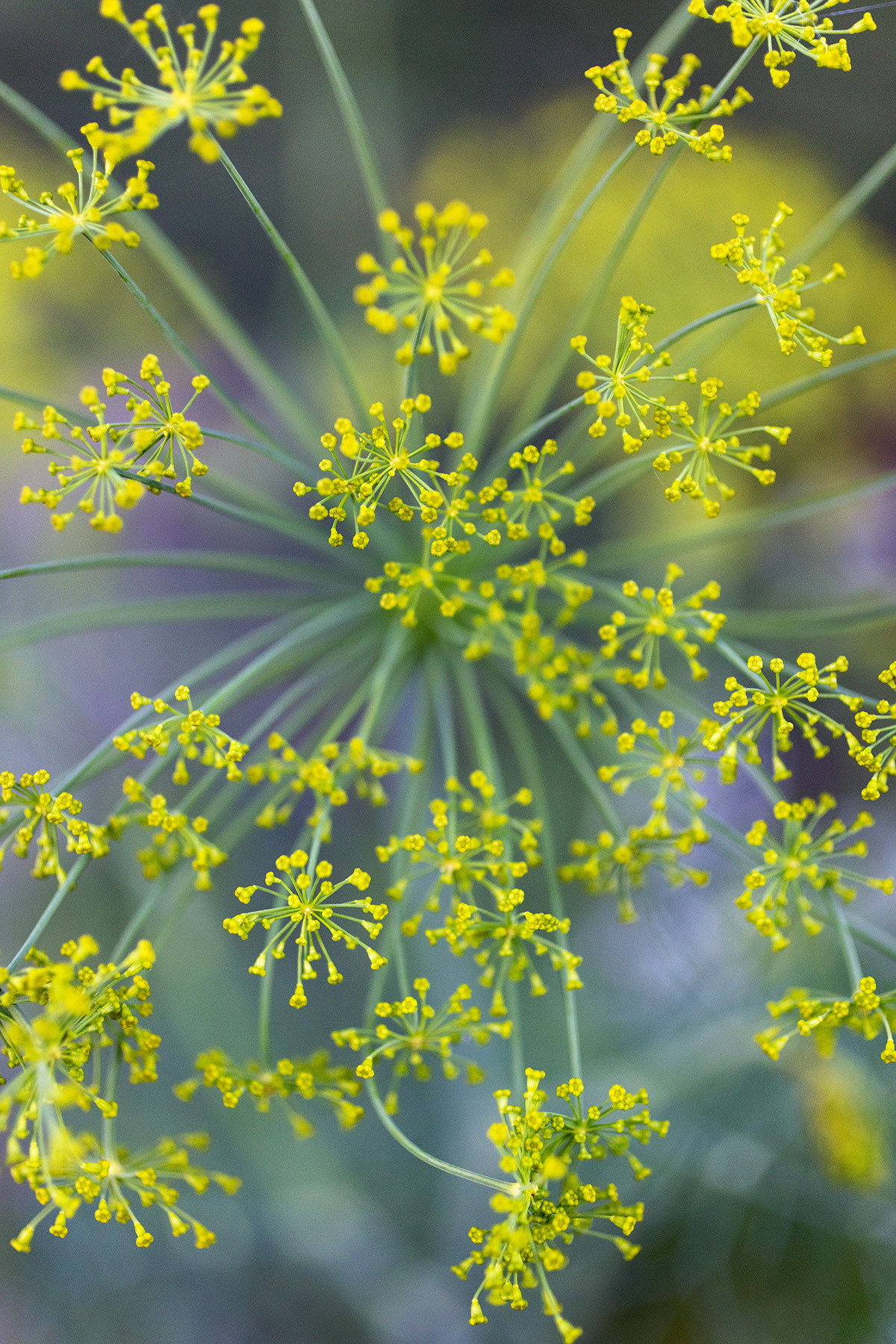 Dill Flowers