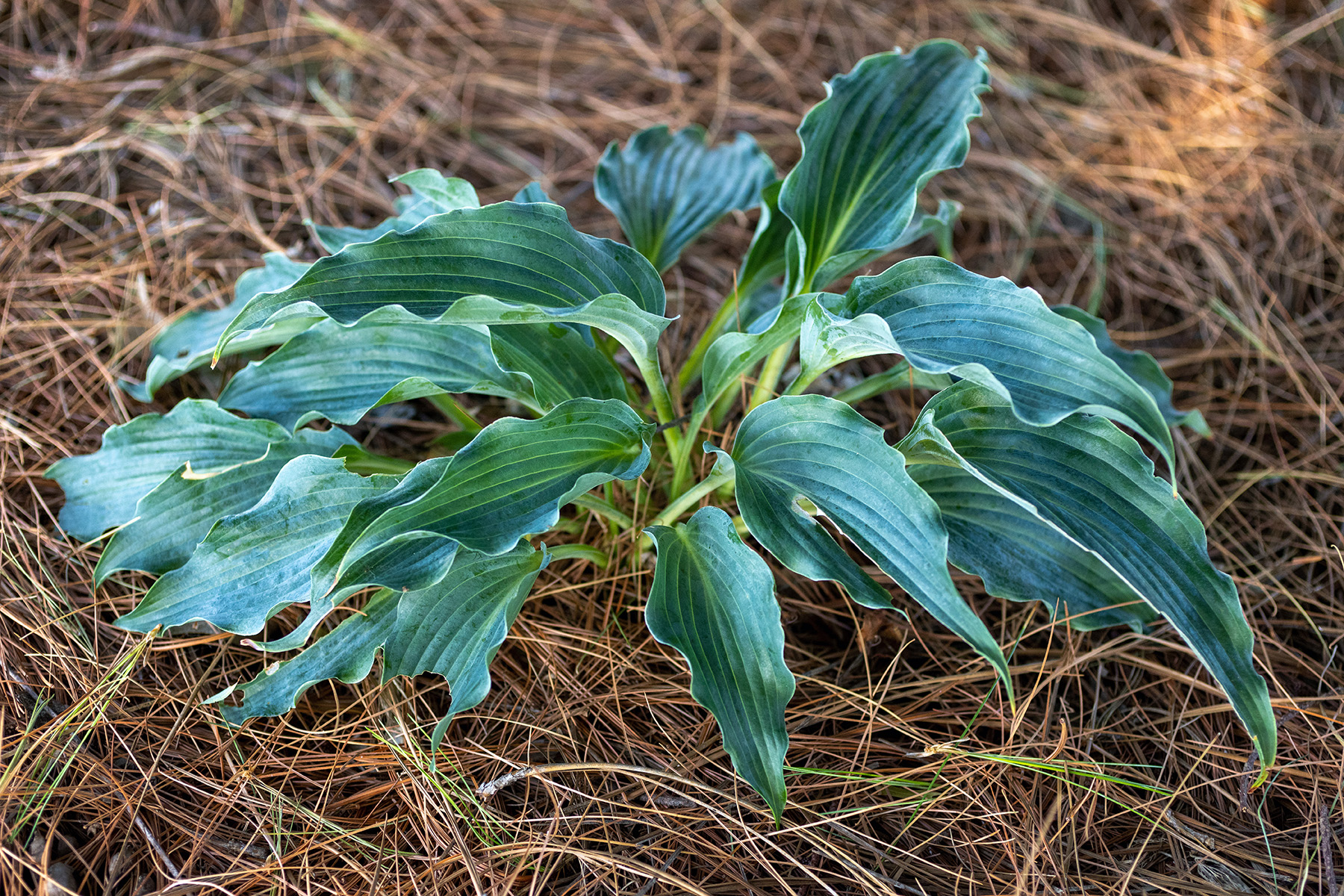 Dusty Blue Curly Leaf Hosta