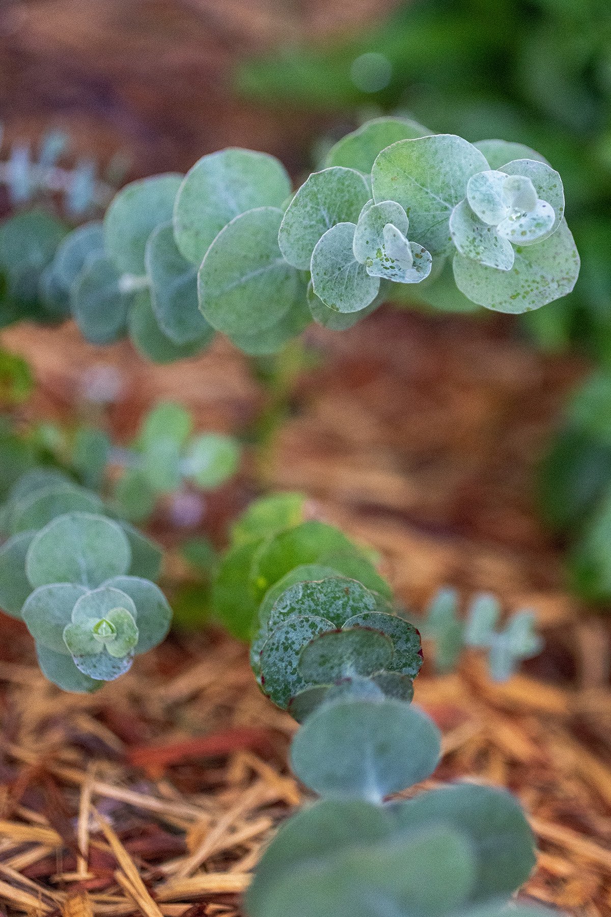 Eucalyptus