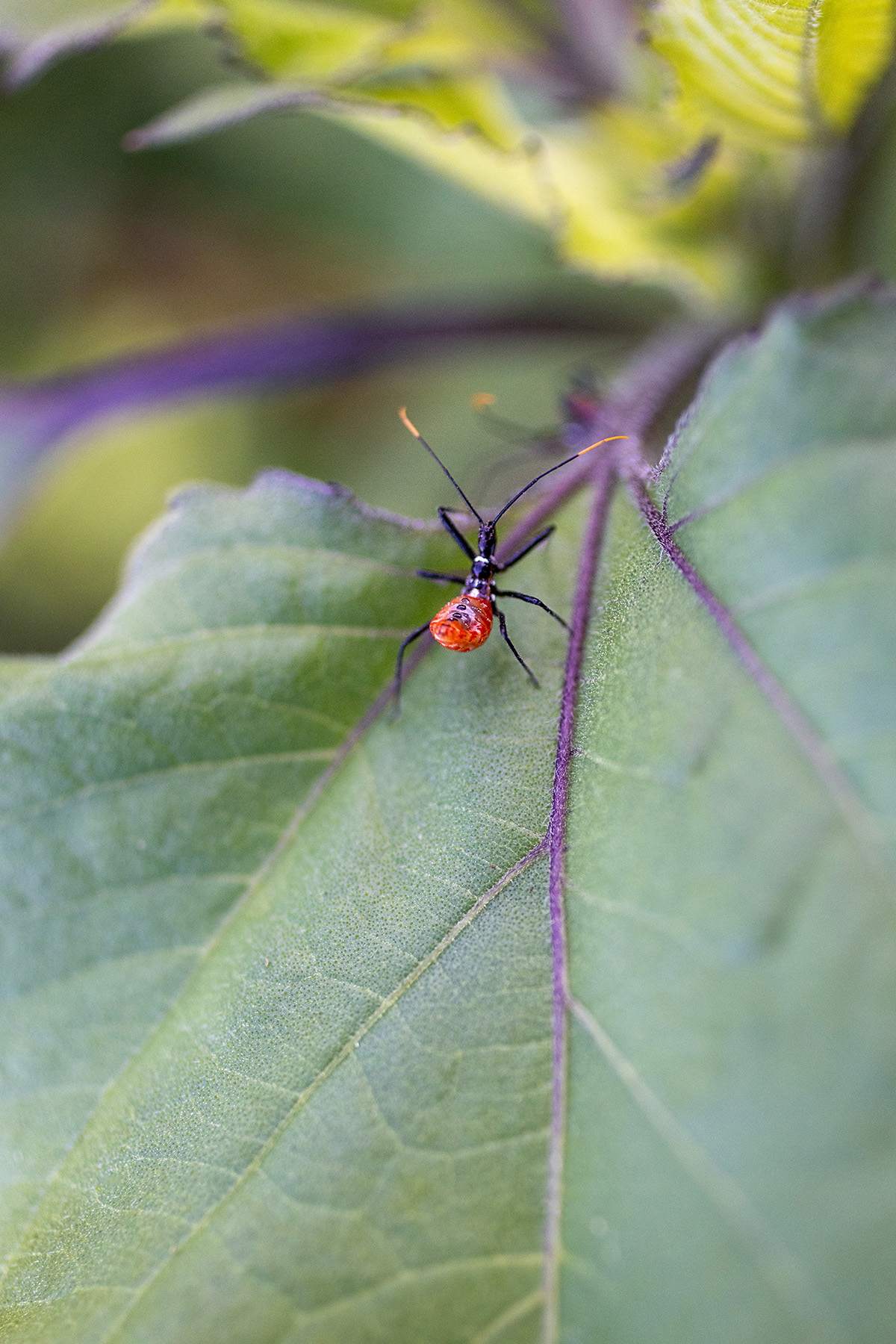 Garden Bug