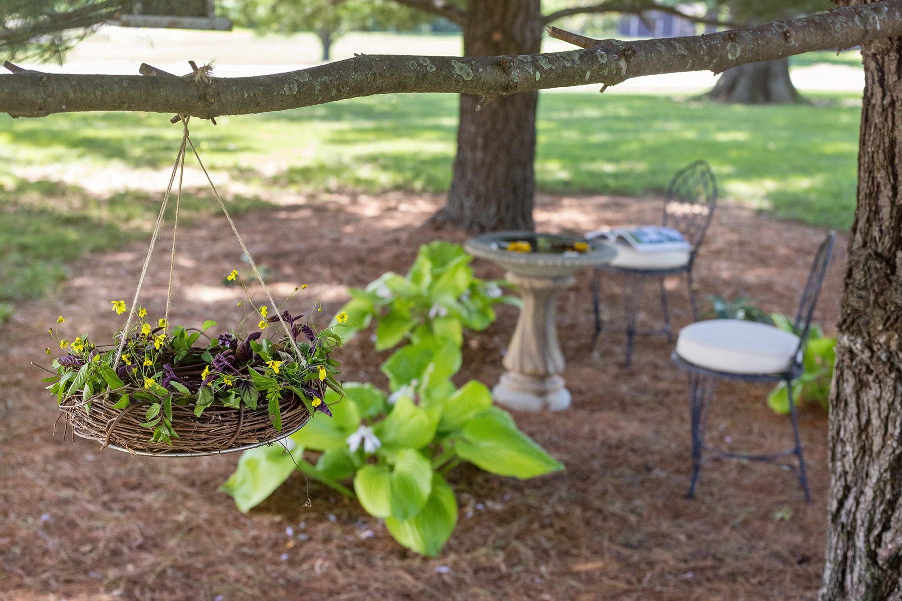 Grapevine Bird Feeder Outdoor Sitting Area