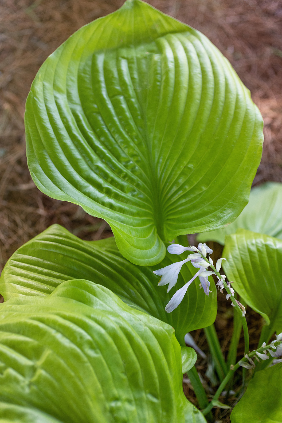 Large Part Sun Hosta