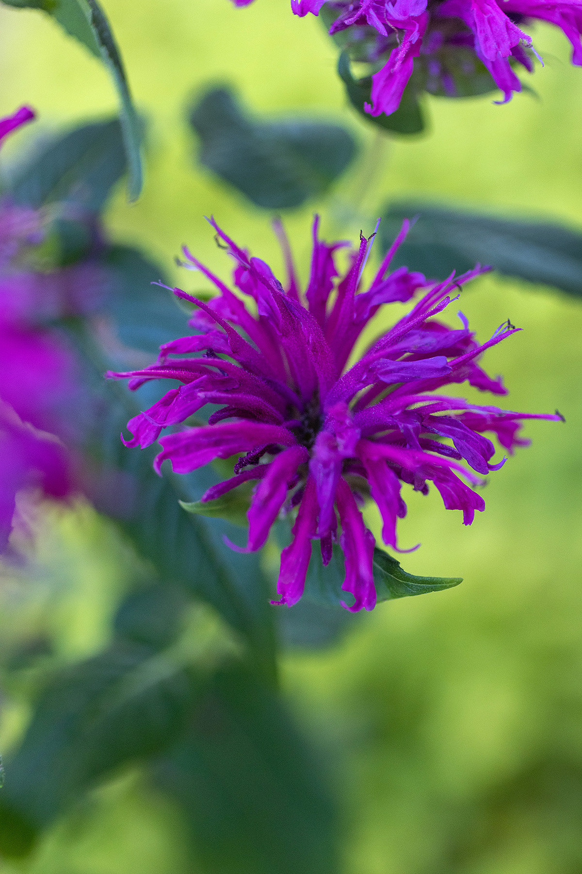 Monarda / Bee Balm