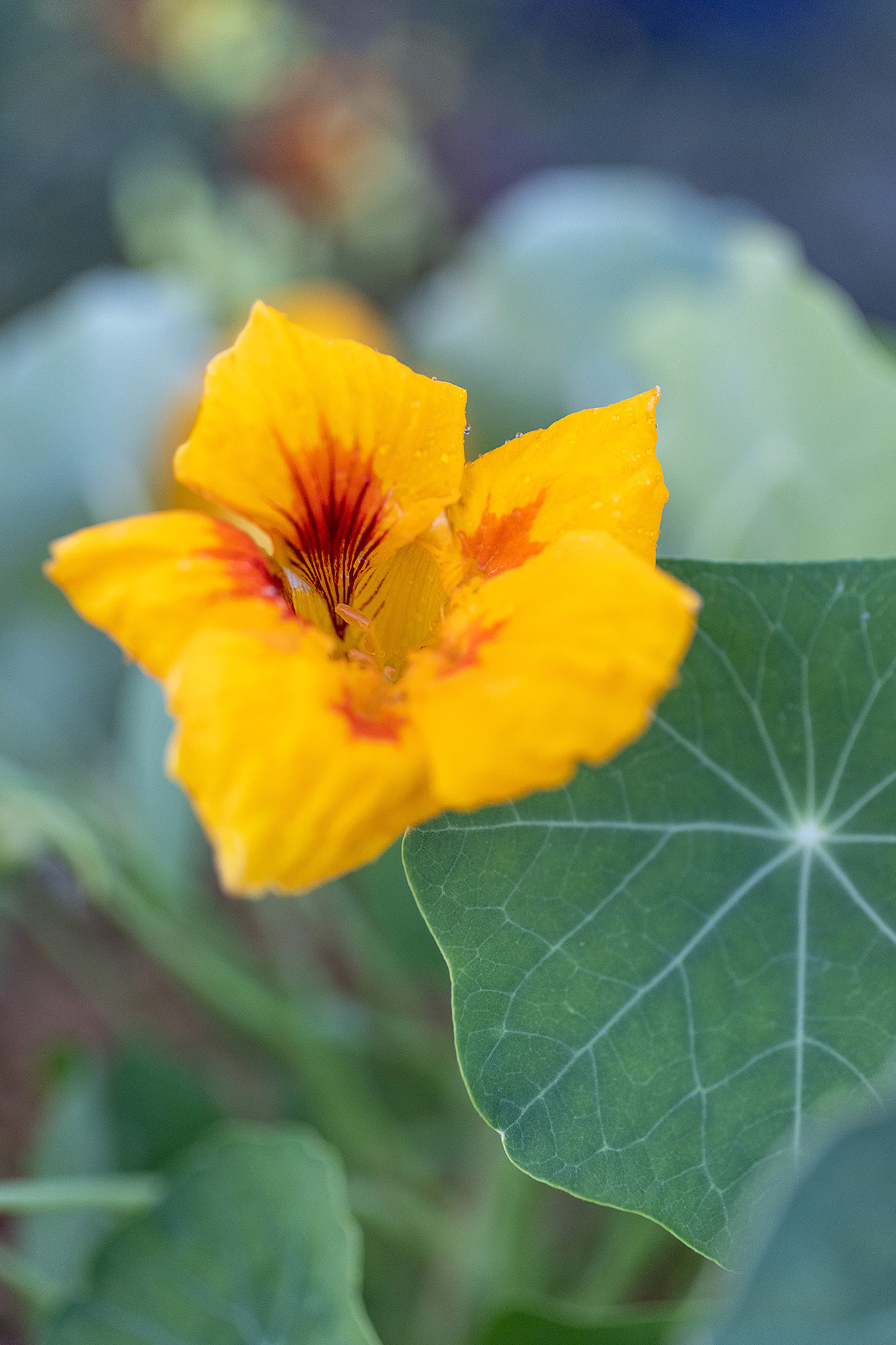 Nasturtium