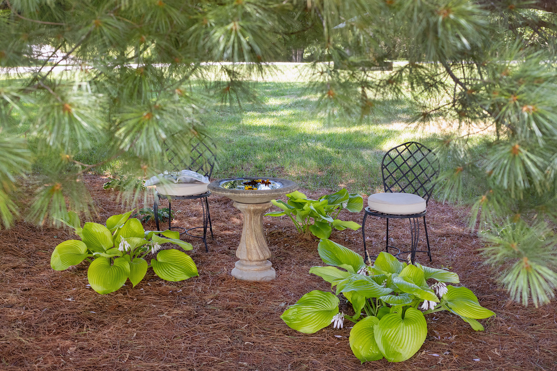 Outdoor Pine Tree Bird Watching Sitting Area