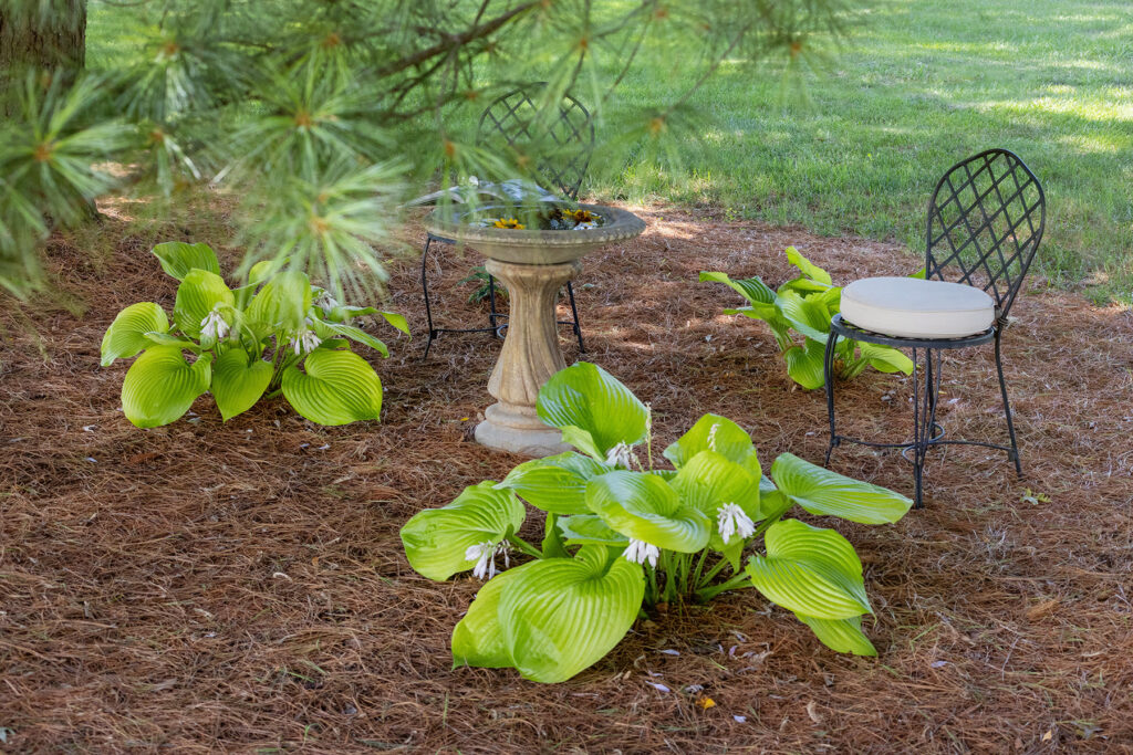 Outdoor Pine Tree Sitting Area