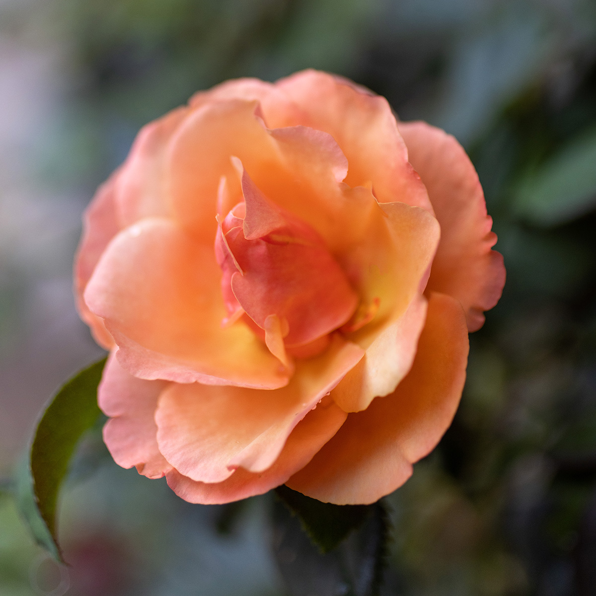 Peach Rose