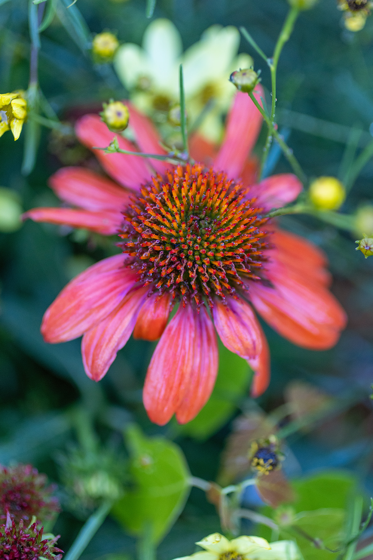 Rudbekia Bloom