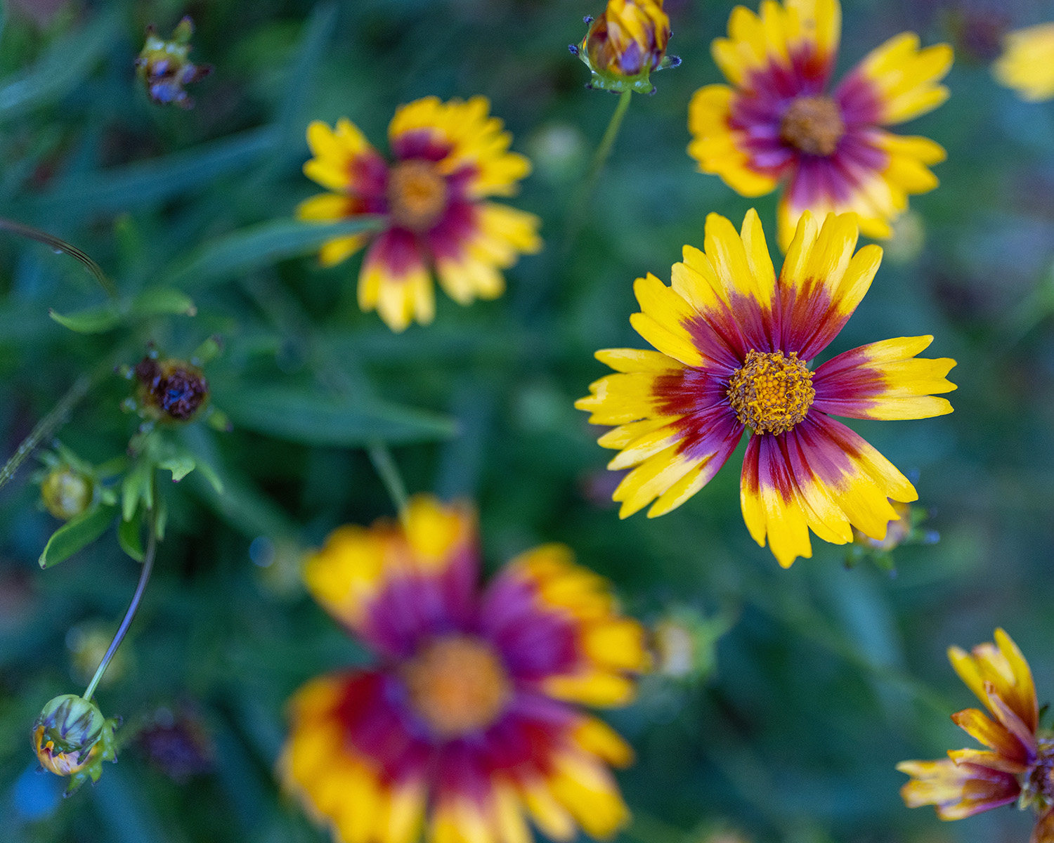 Rudbekia