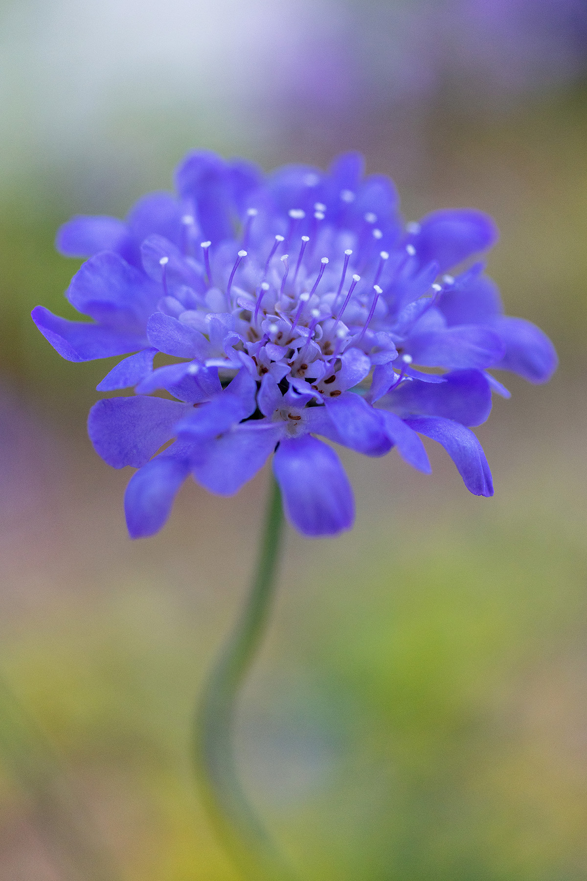 Scabiosa / Pincushion Flower