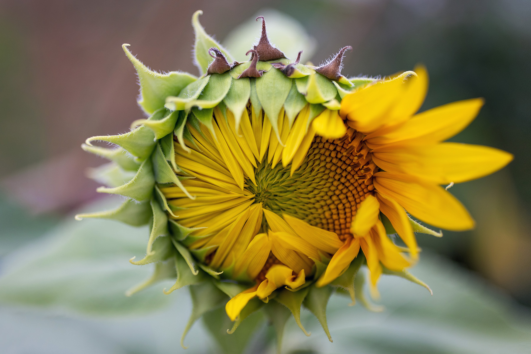 Sunflower in Bloom