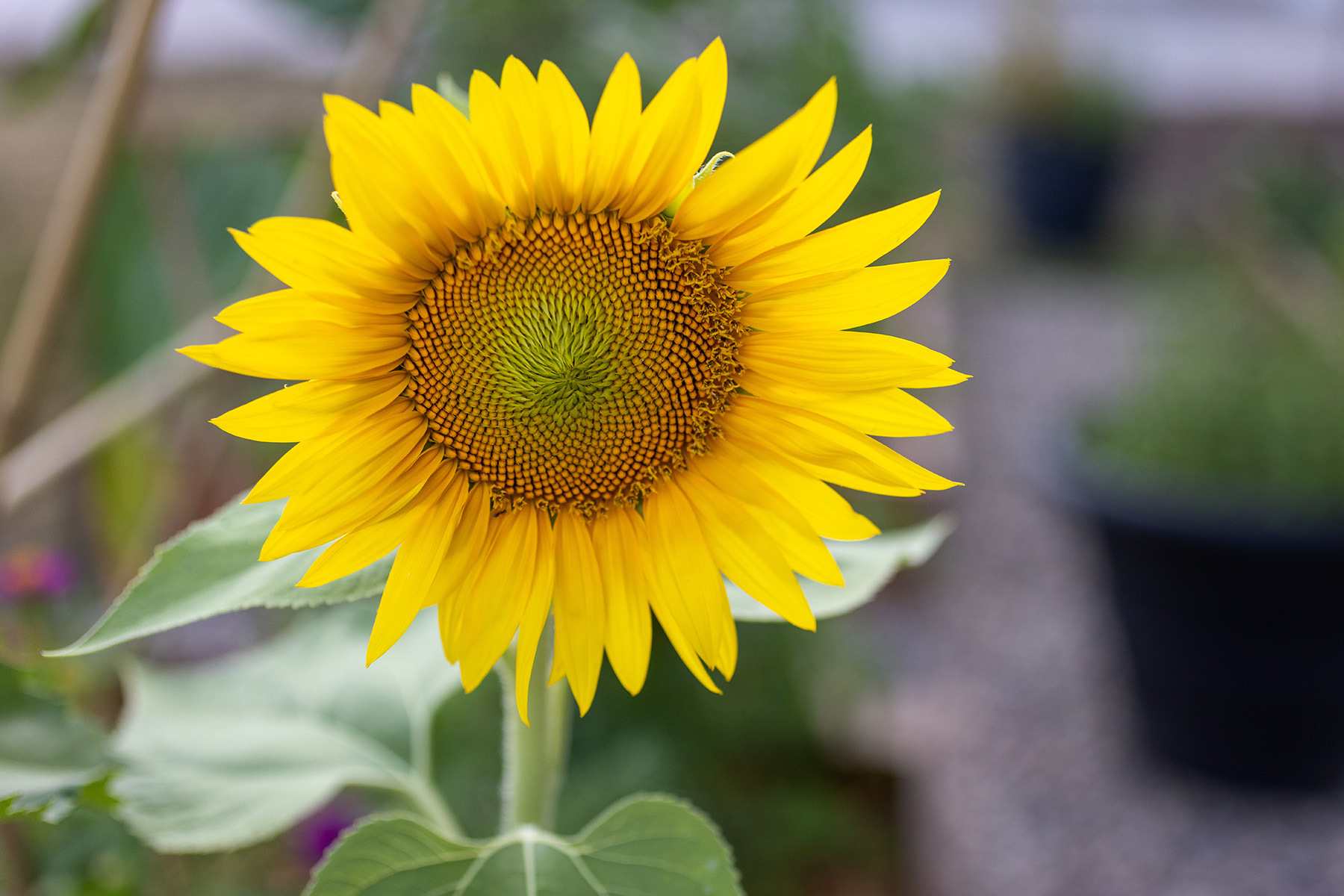 Sunflower