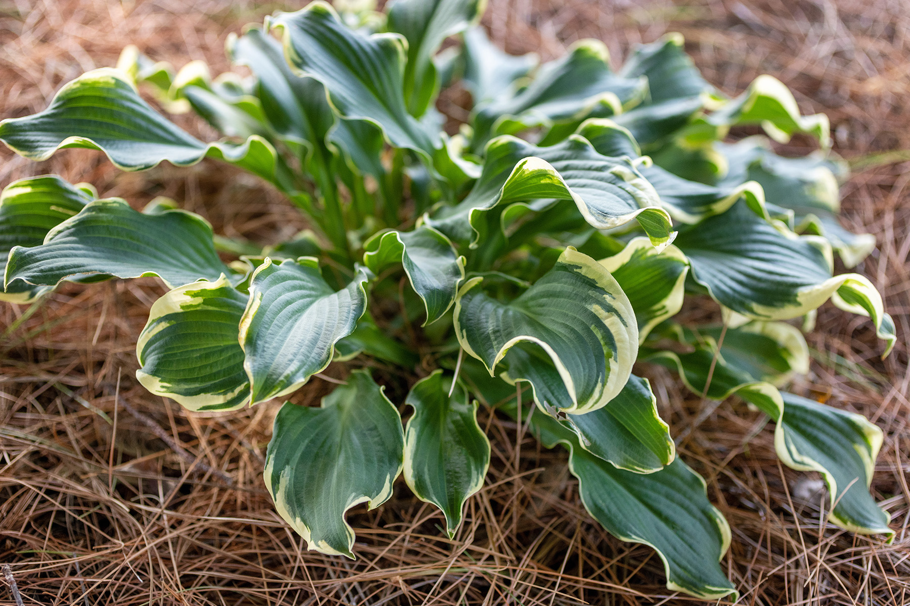 Variegated Curly Leave Hosta