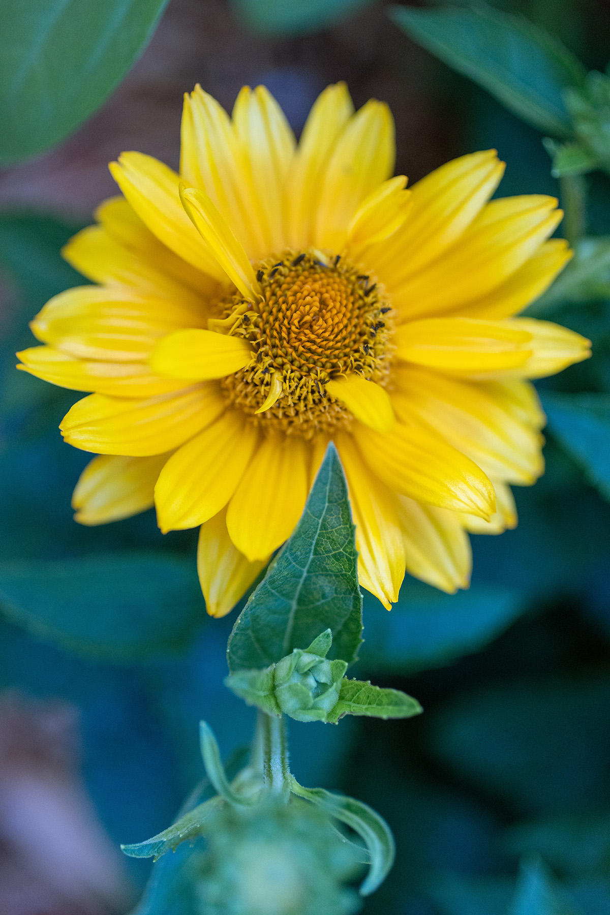 Yellow Coneflower