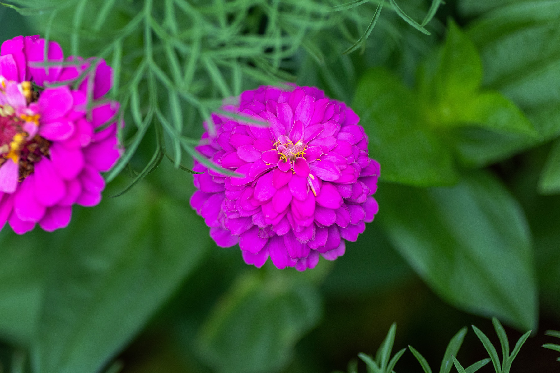 Zinnia