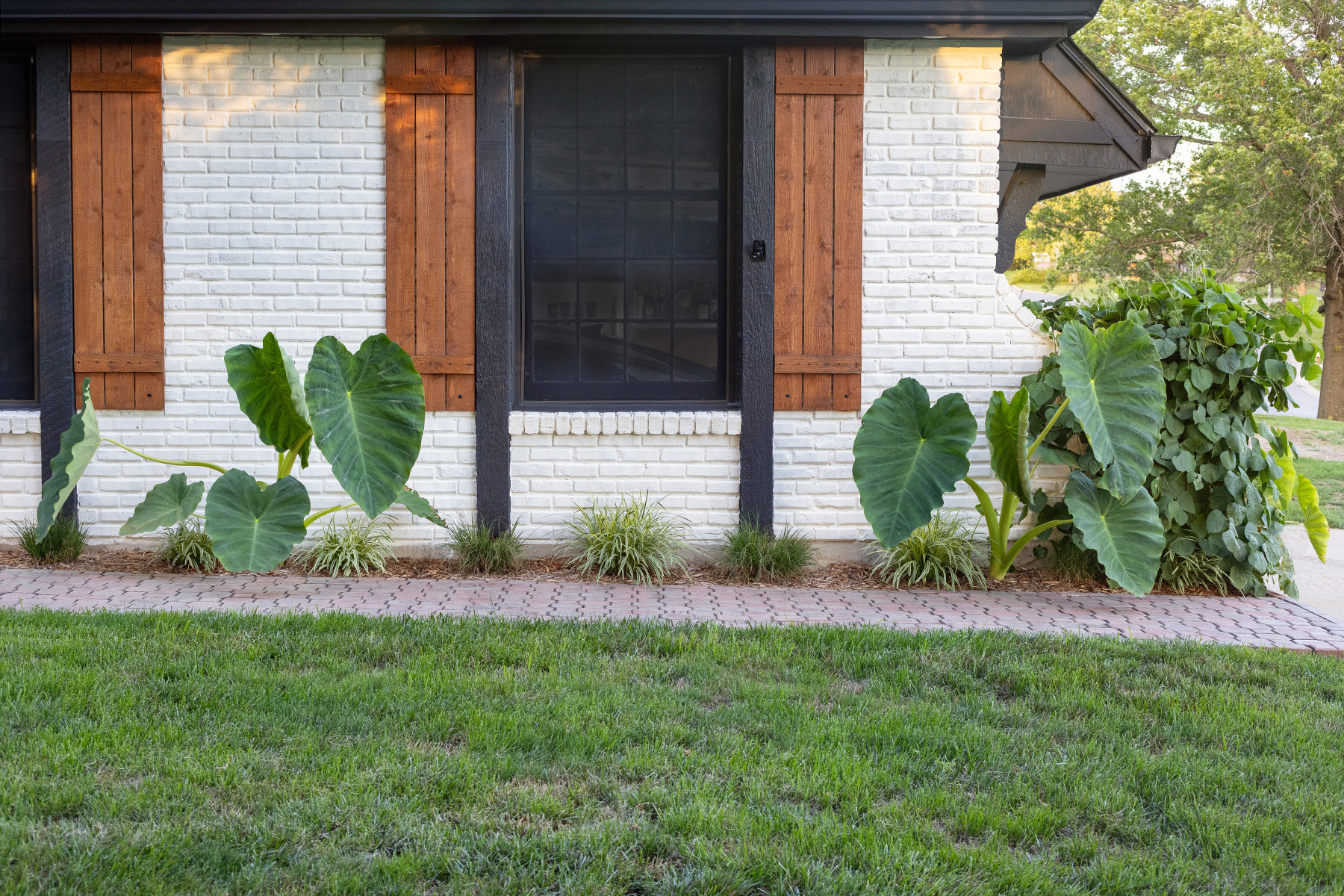 ChristyB Elephant Ears | Summer 2023