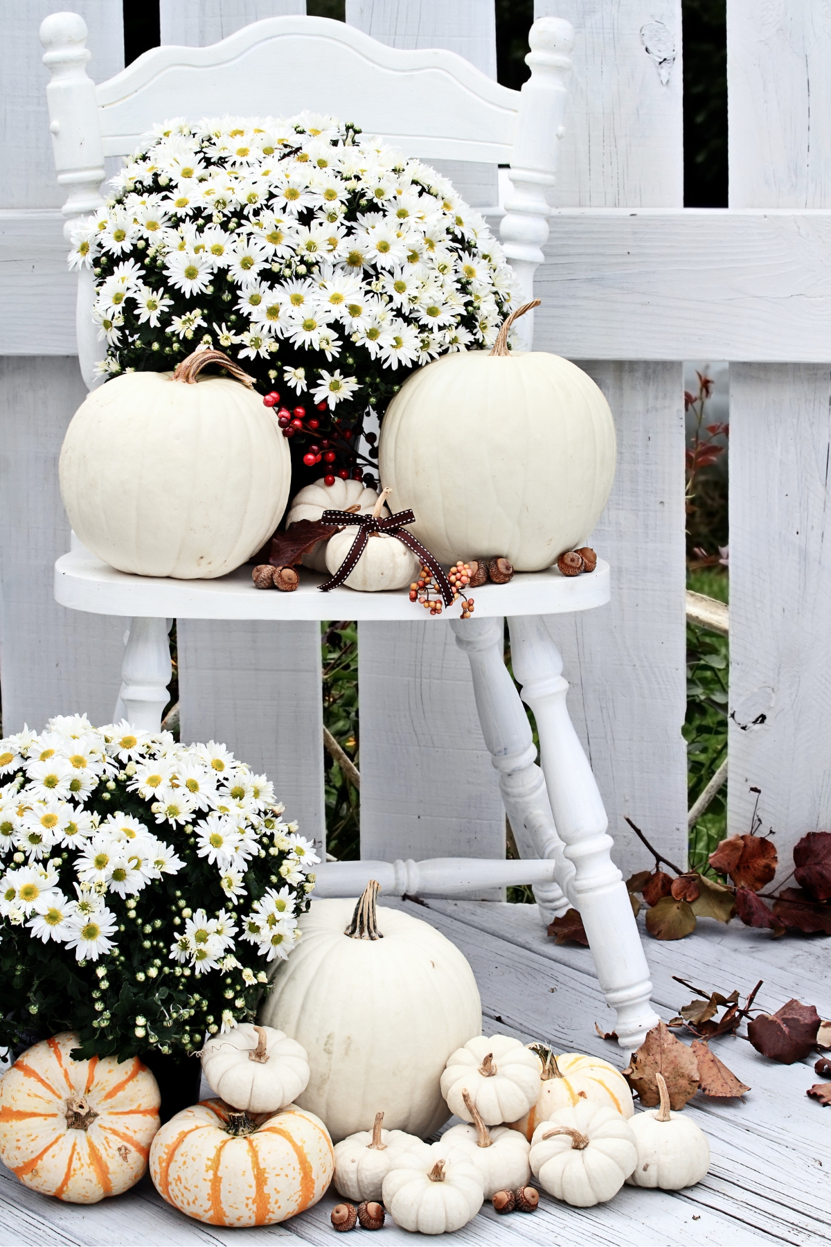 Fall Mums Display