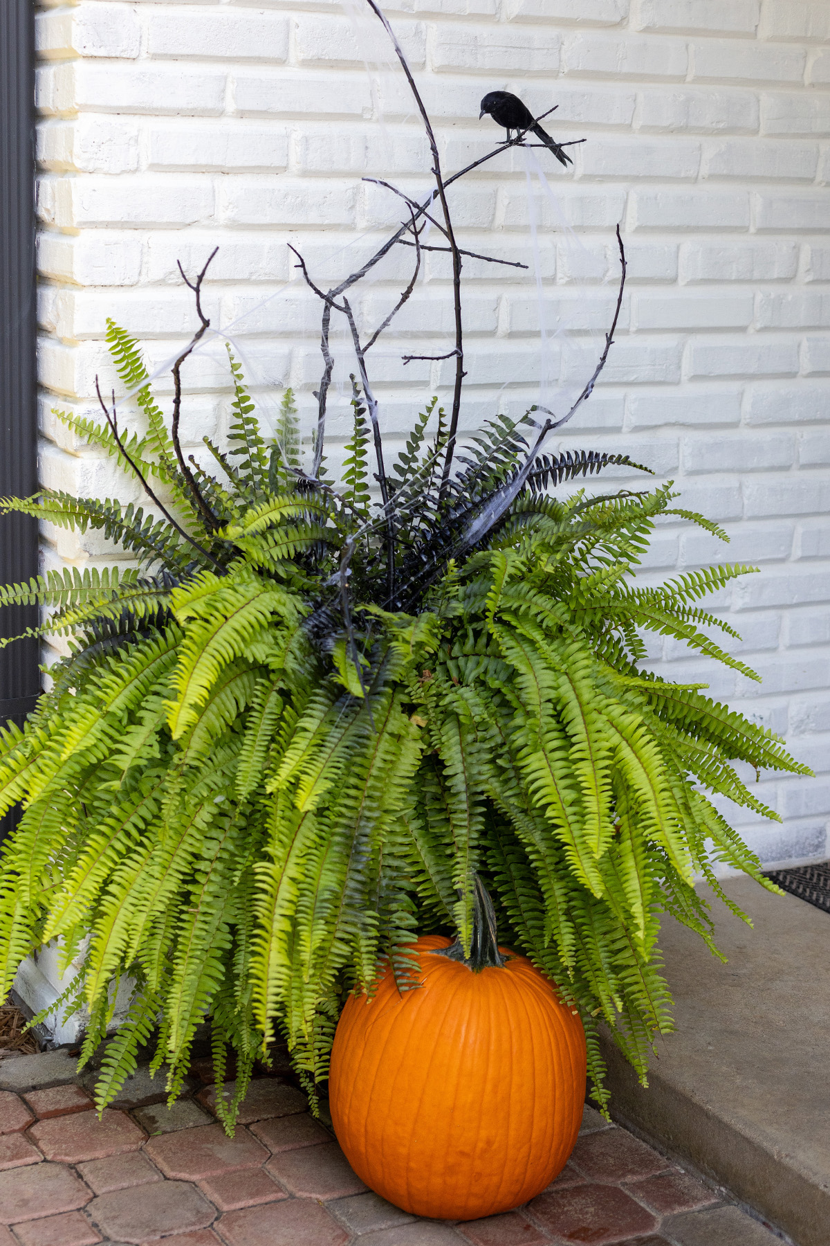 ChristyB | Halloween Ferns