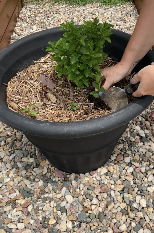 Planting Propagated Mint