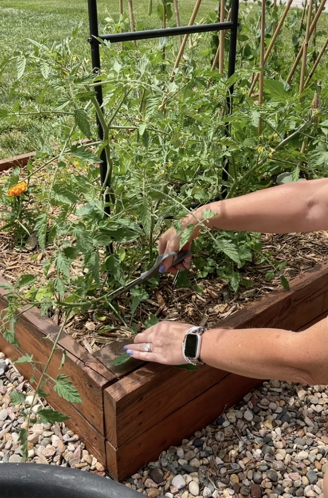 Propagating Tomato Plants