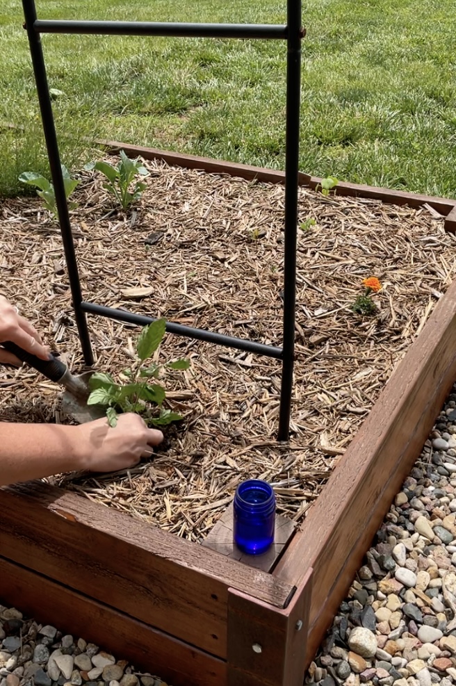 Planting Propagated Tomato Cuttings