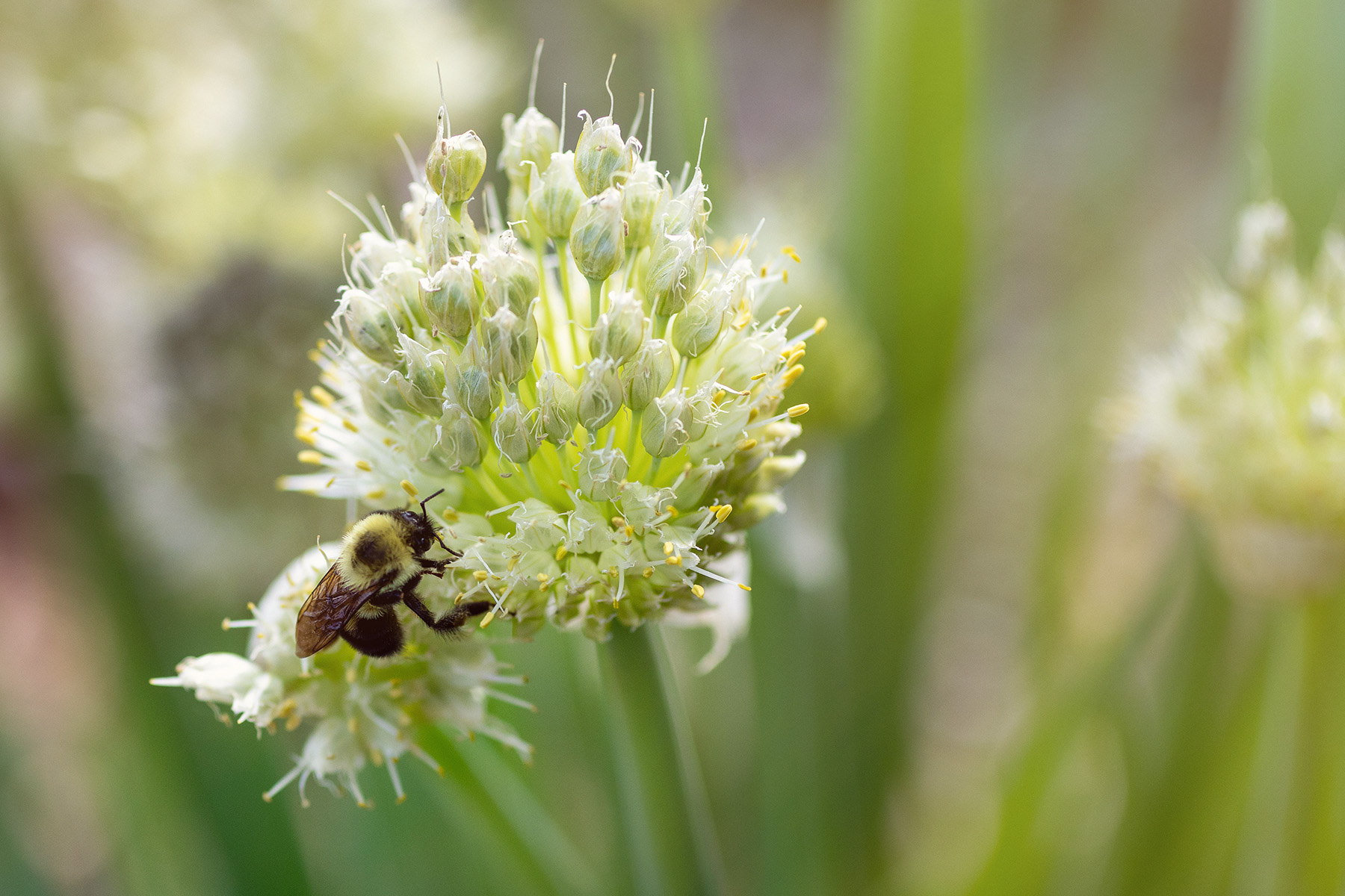 Bee Pollinator