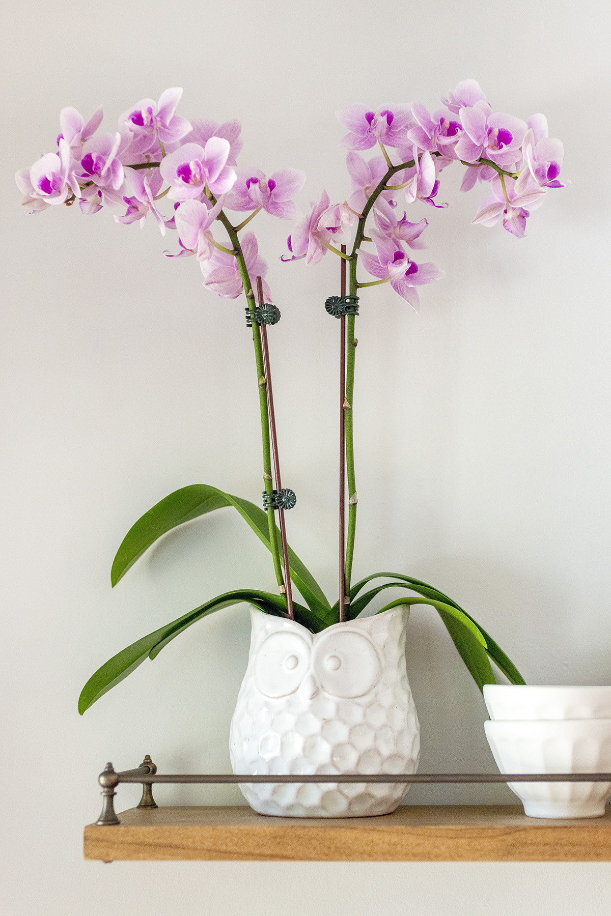 Kitchen Shelves | Orchid