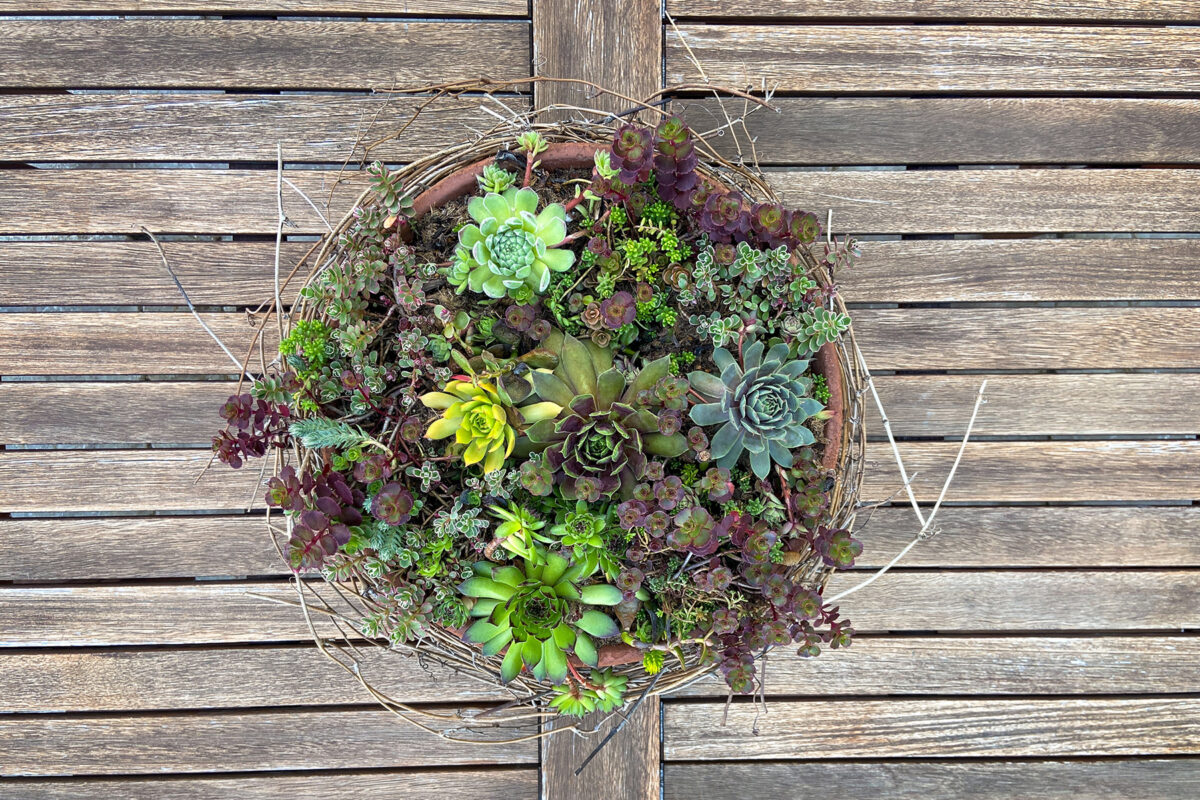 Outdoor Table | Succulent Bowl