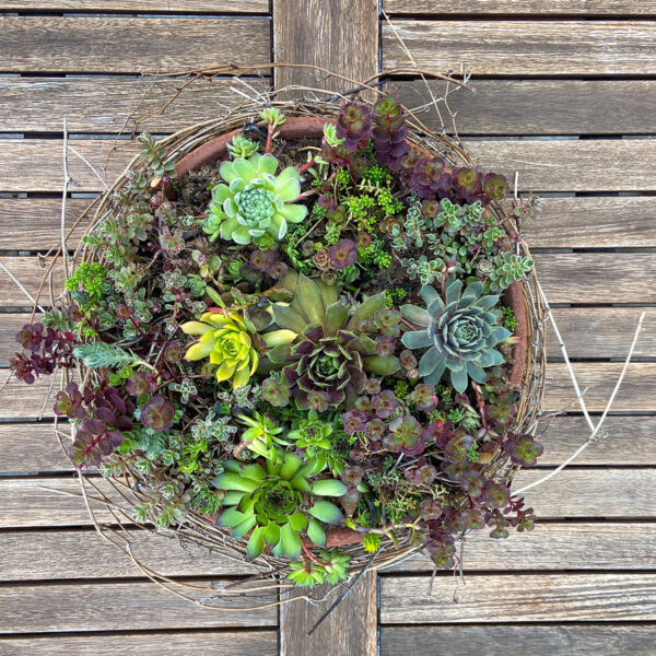 Outdoor Table | Succulent Bowl