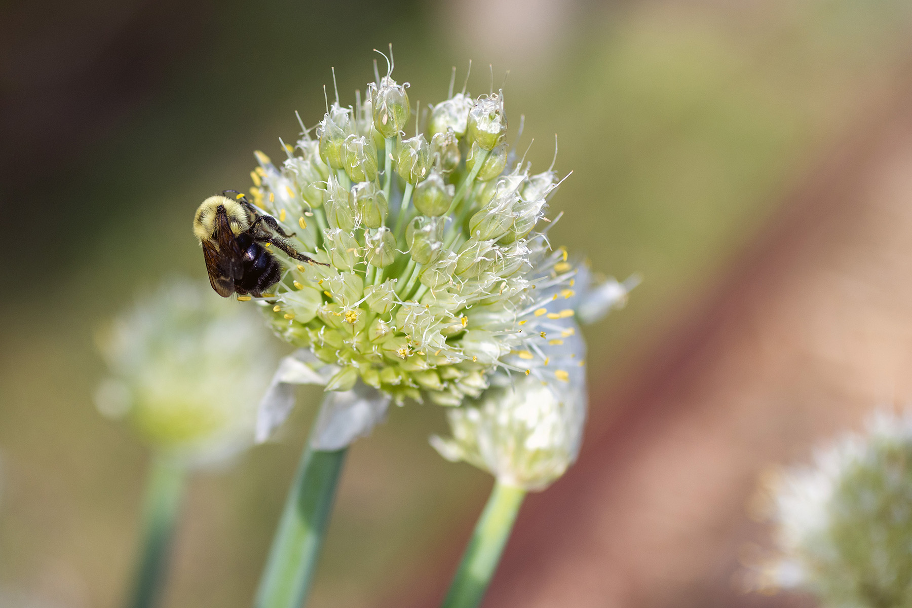 Pollinator Bees