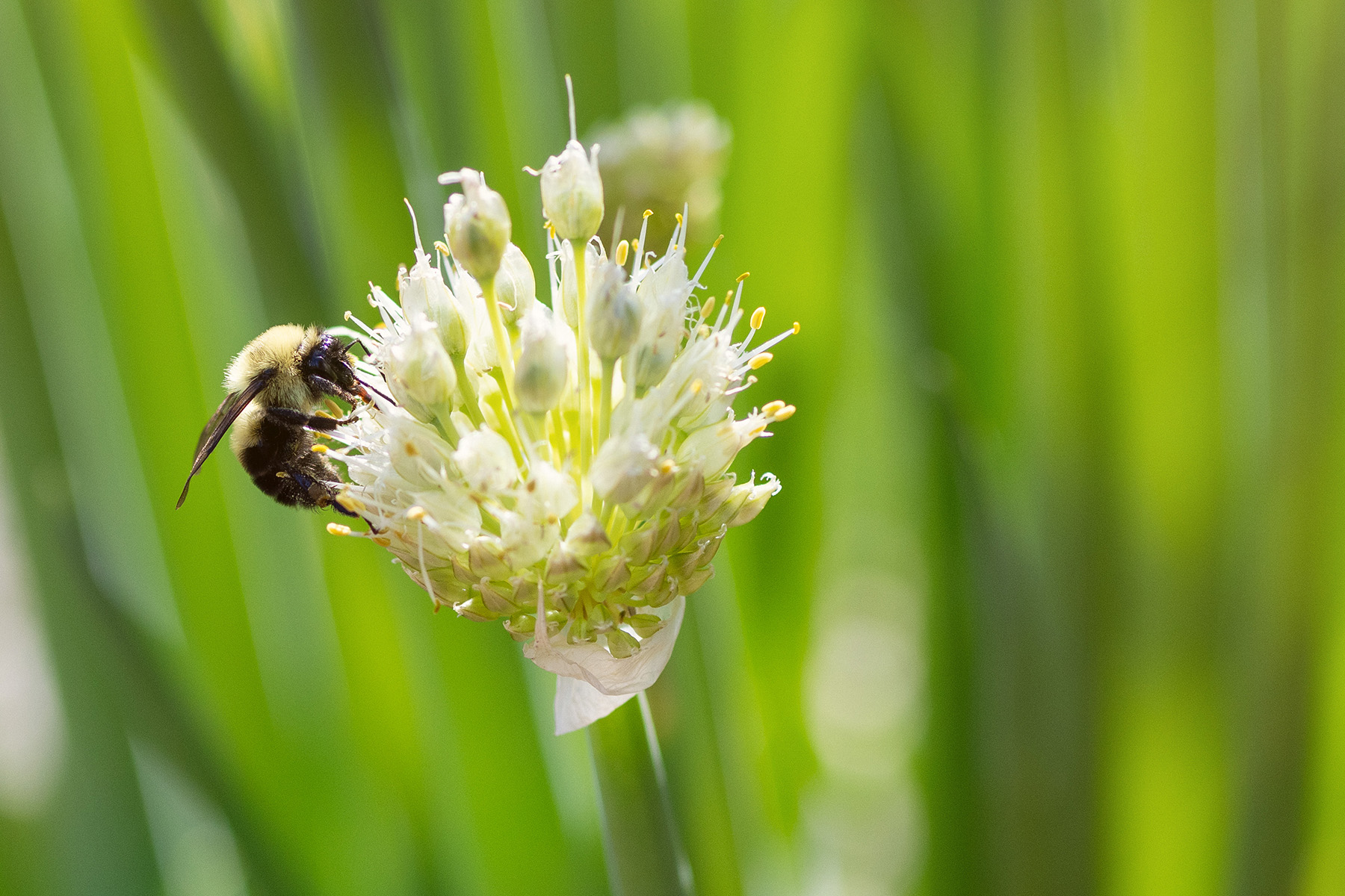 Pollinators