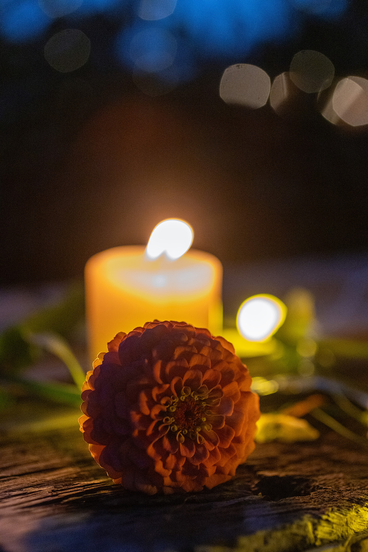 Nighttime Garden Flowers