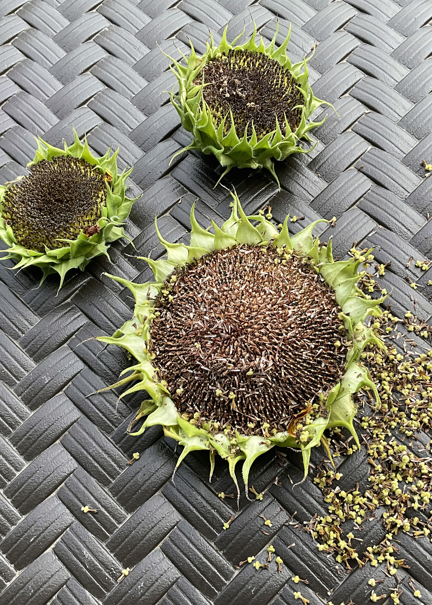 Collecting Sunflower Seeds