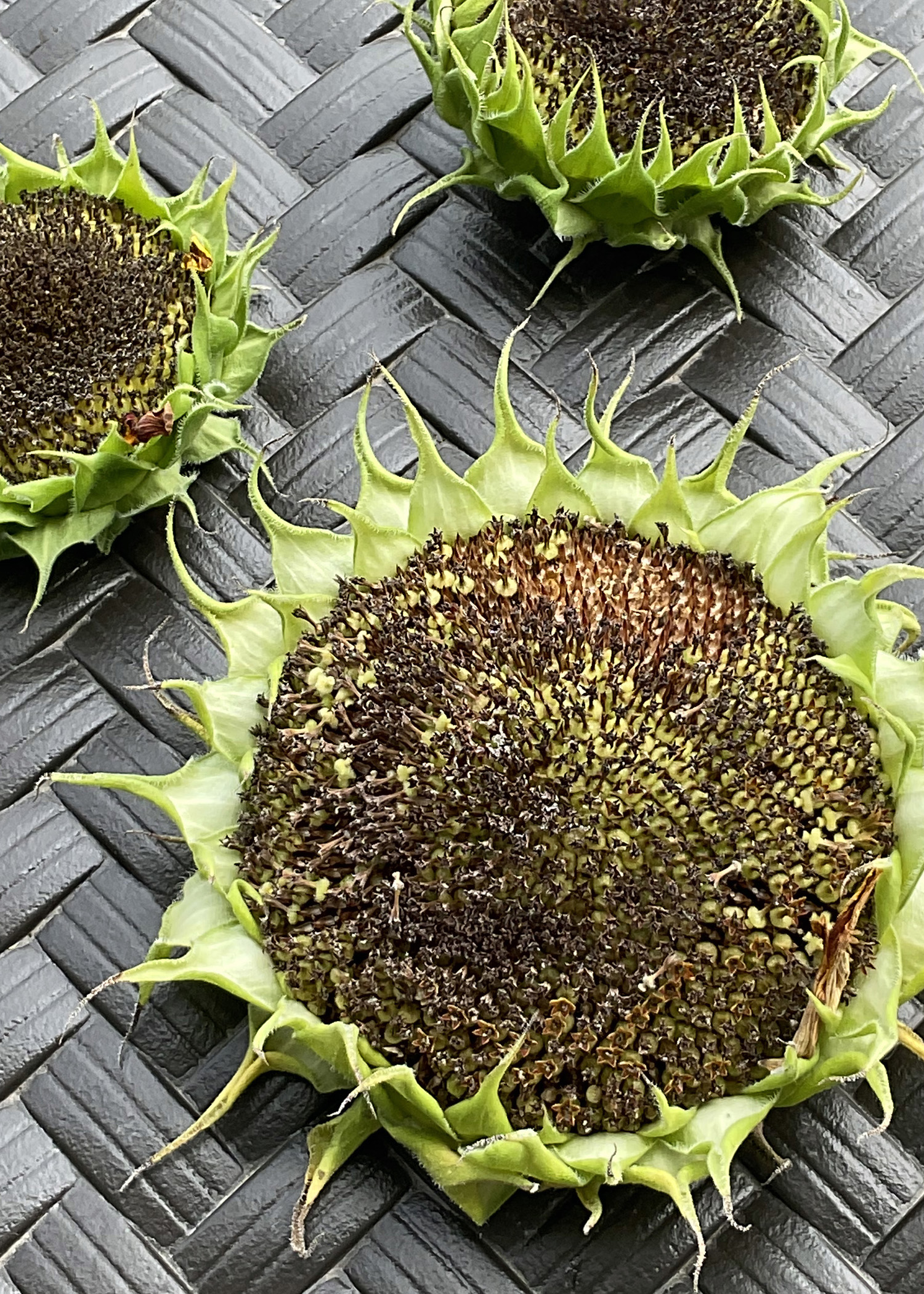 Dried Sunflower Heads