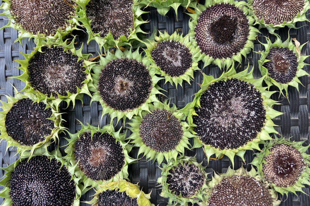 Harvesting Sunflower Seeds