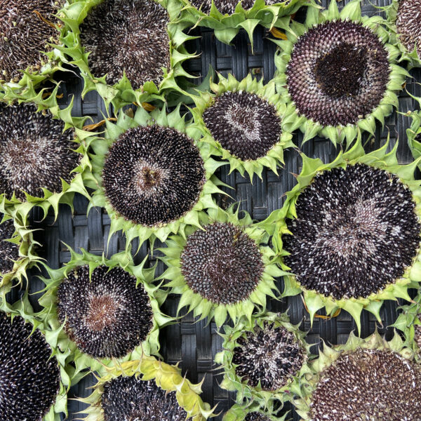 Harvesting Sunflower Seeds