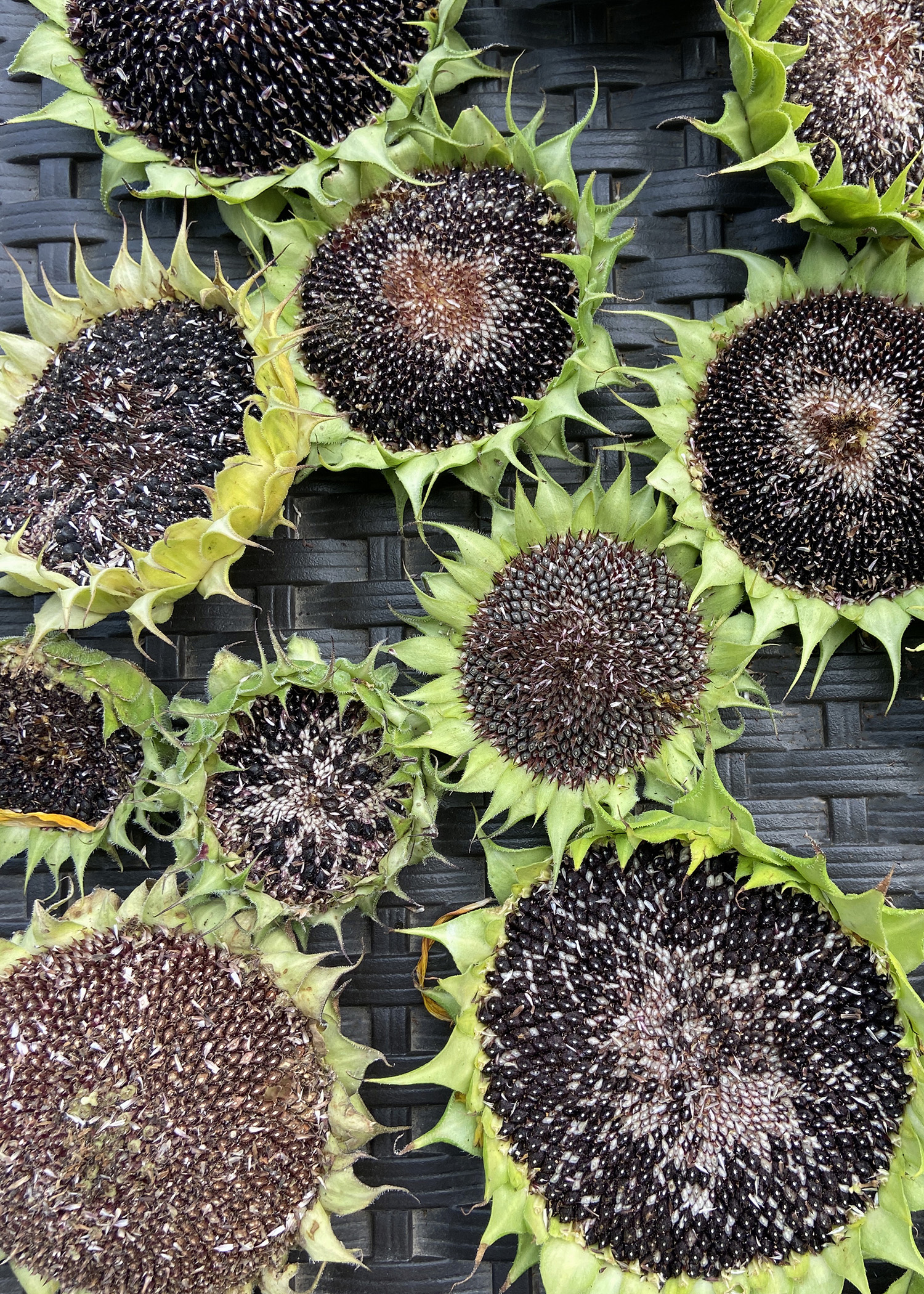 Harvesting Sunflower Seeds Close Up