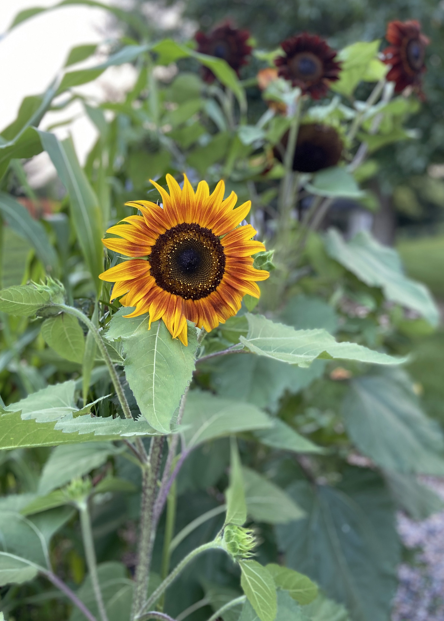 Sunflower Patch