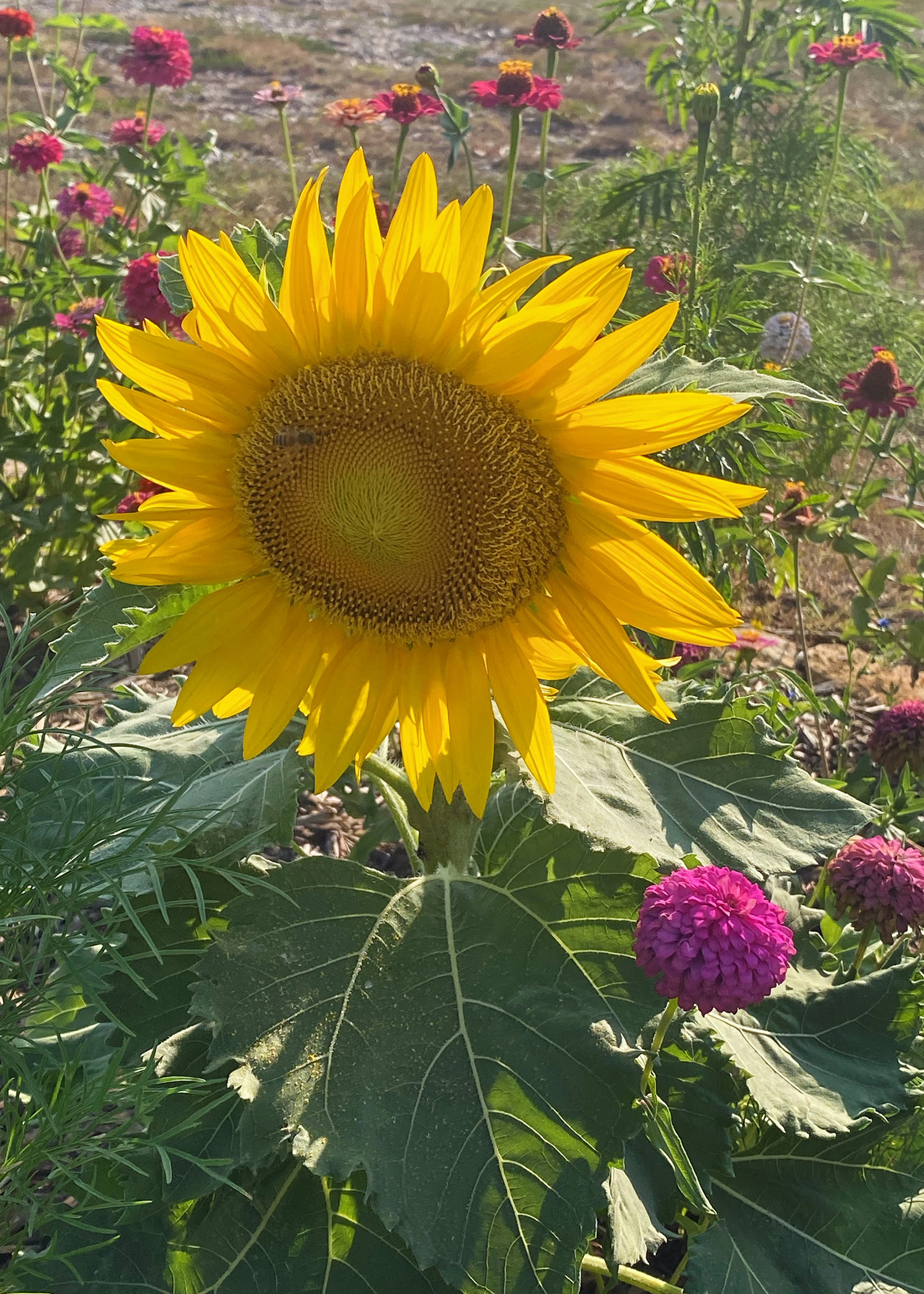 Wildflower Patch Sunflower